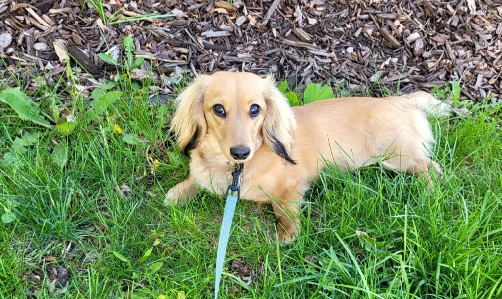 Charlotte the mini dachshund in the grass