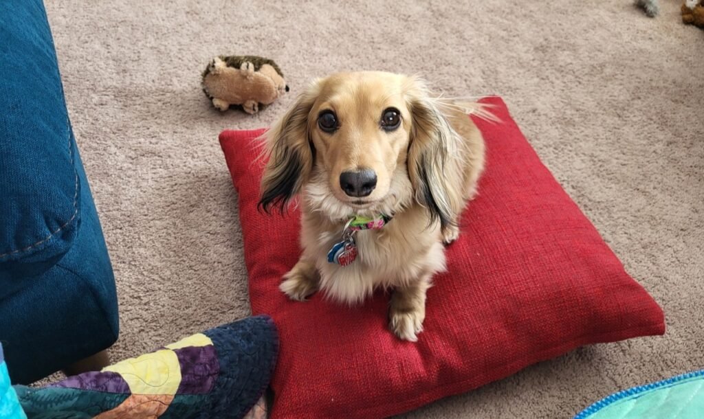 Mini dachshund on a pillow