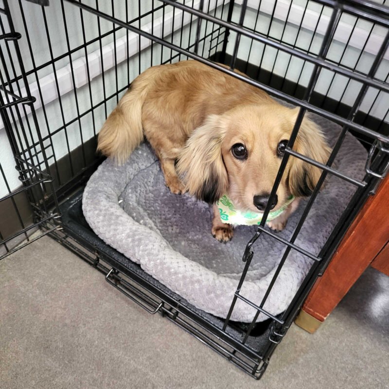 Dachshund puppy in a kennel