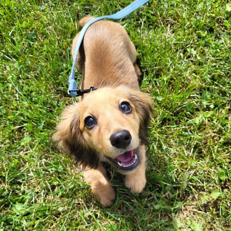 Dachshund puppy looking up
