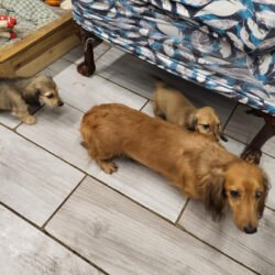 Puppies with parents at the breeder's