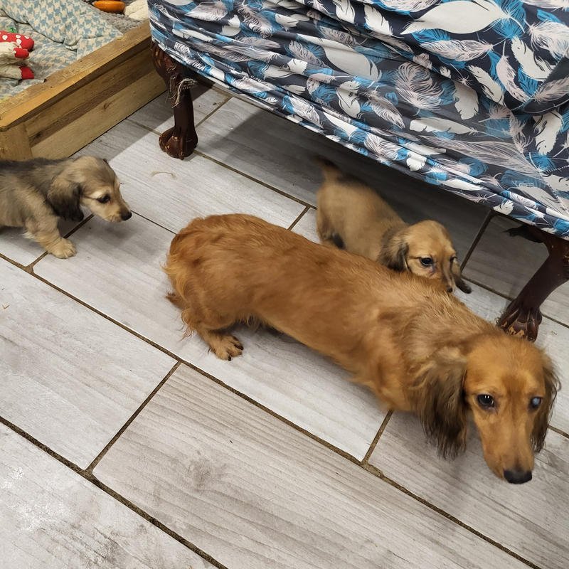 mom-sibling-800x800 Puppies with parents at the breeder's