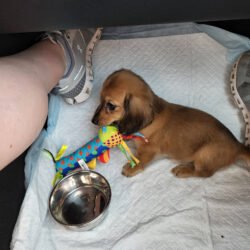 puppy on a puppy pad