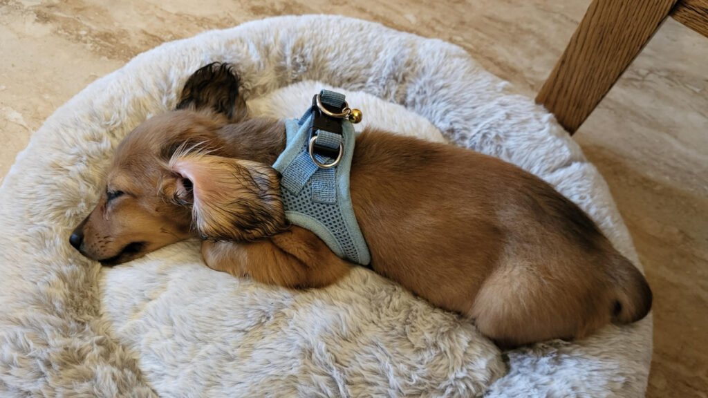 sleeping puppy