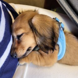 Sleepy puppy