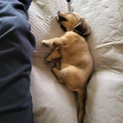 Puppy photos