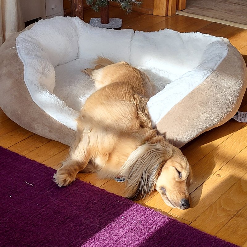 Sleeping dachshund in the sun