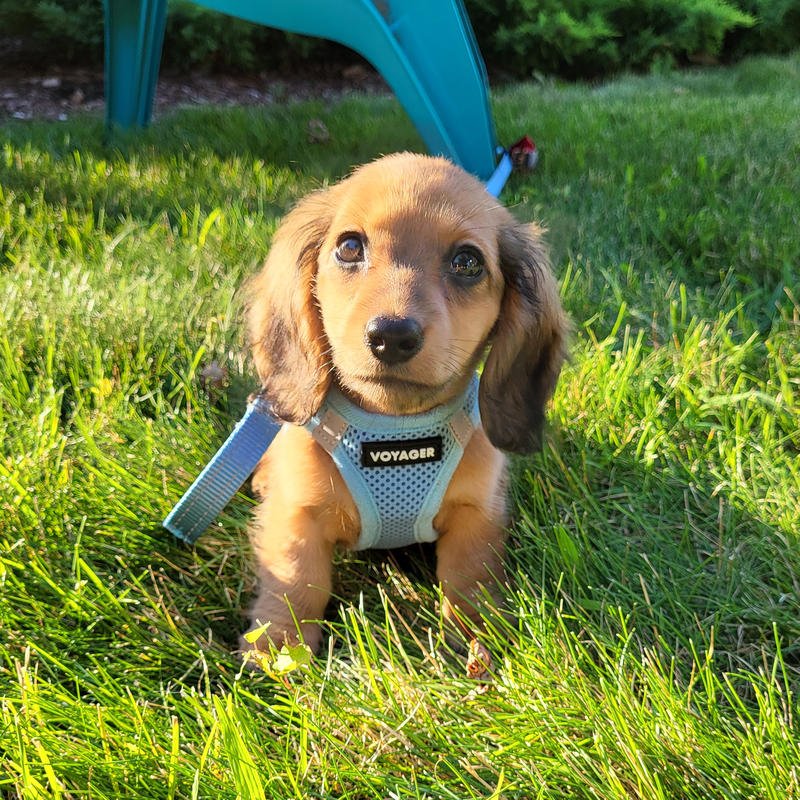 Dachshund puppy in the grass