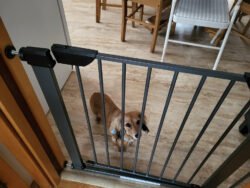 Charlotte behind a gate