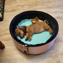 Charlotte in SleepyPod Mobile Pet Bed